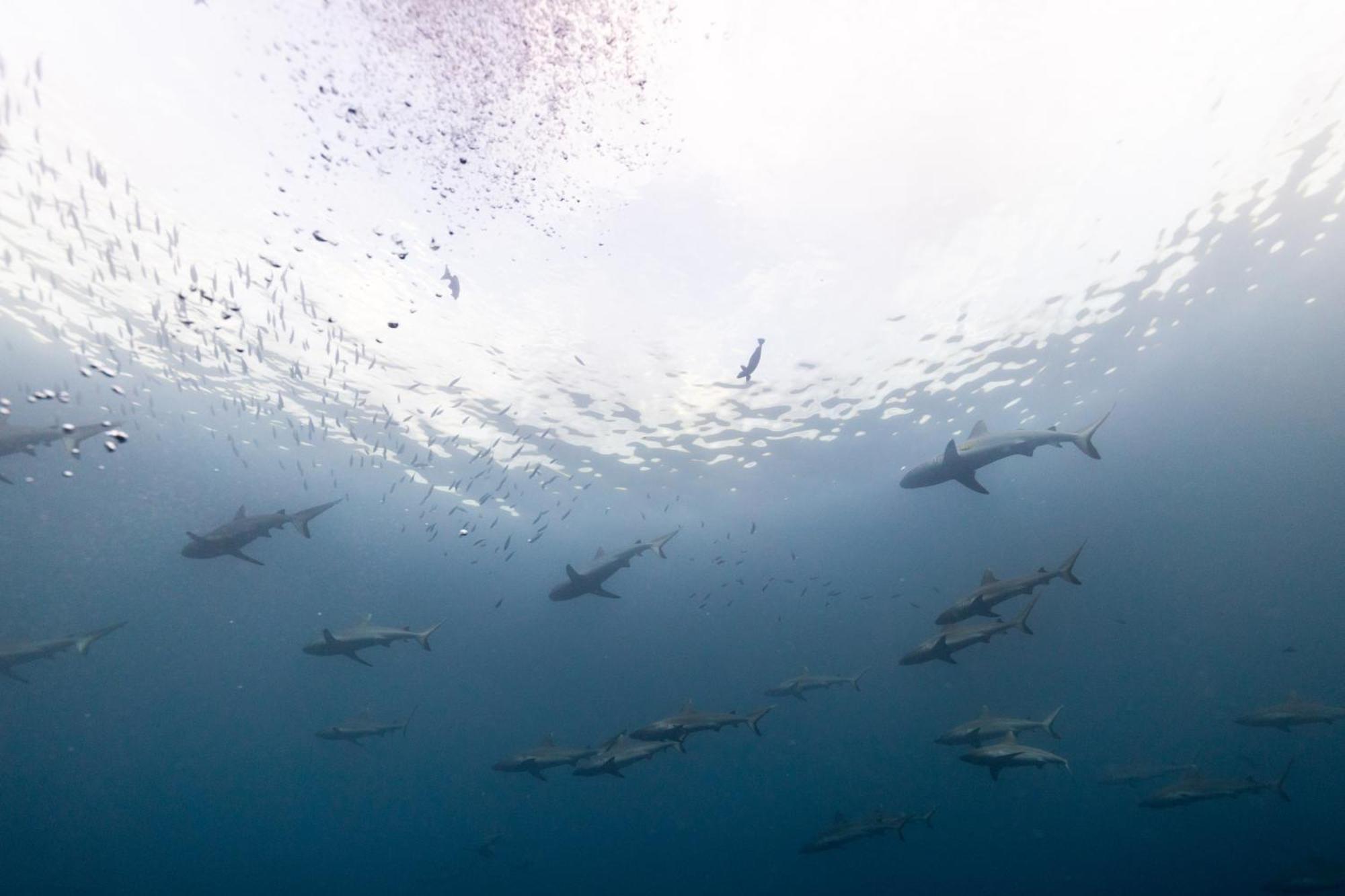 Rezort Ellaidhoo Maldives By Cinnamon Hangnaameedhoo